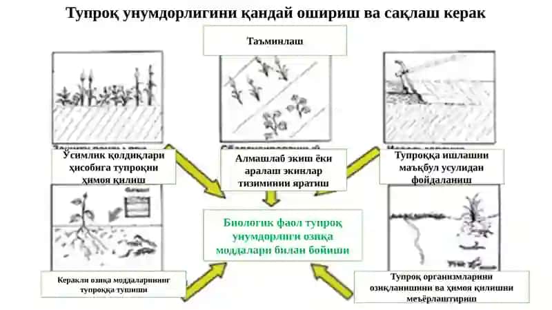Органик сабзавот маҳсулотларини етиштириш учун озиқлантириш технологияси 4