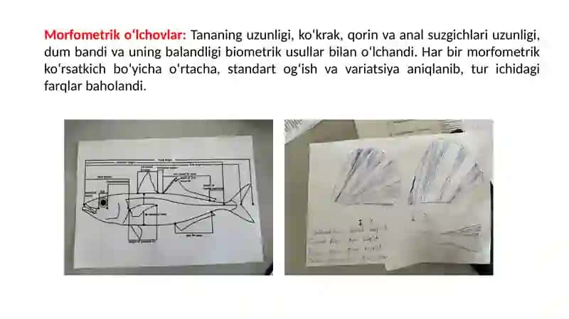 Iskandariakus chakewitschi 4