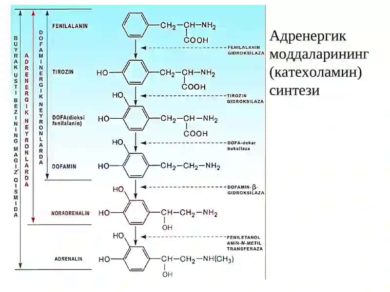 Адренергик моддалар 4