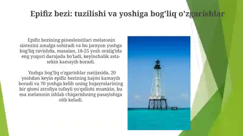 Yashirin endokrin bezlar: tuzilishi va yoshiga bog'liq o'zgarishlar 4