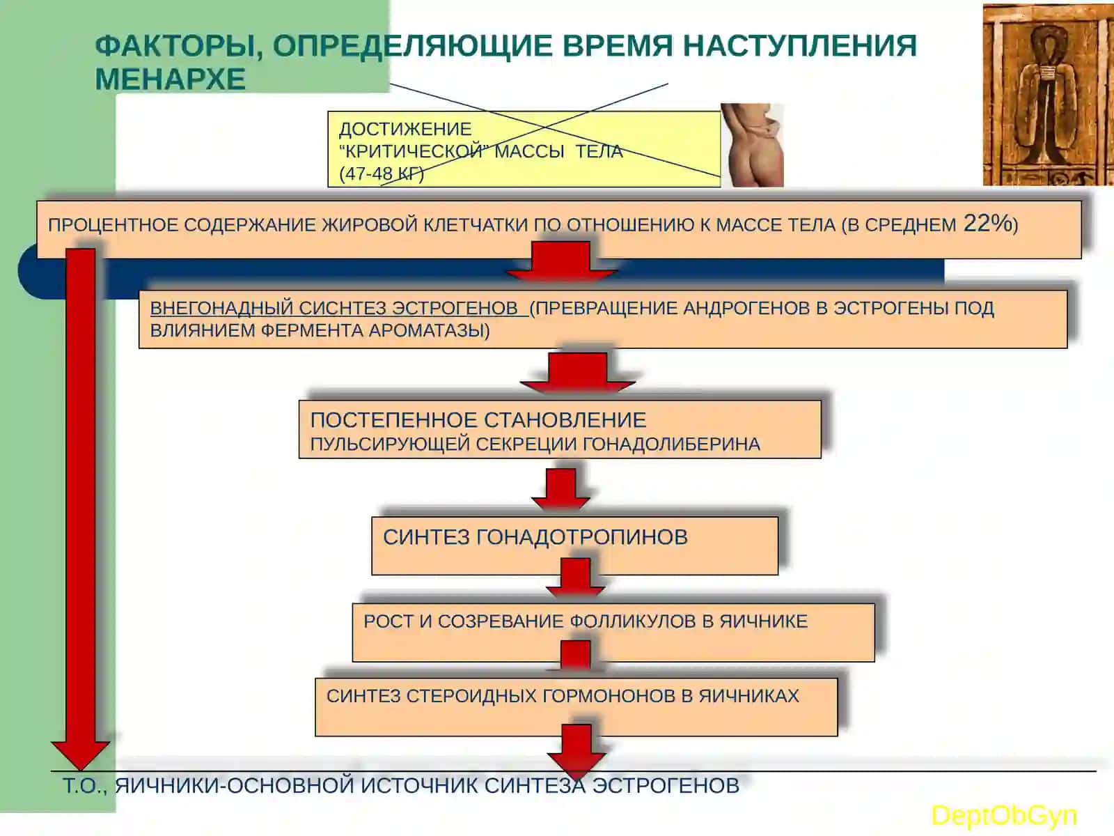 Менструальный цикл 4