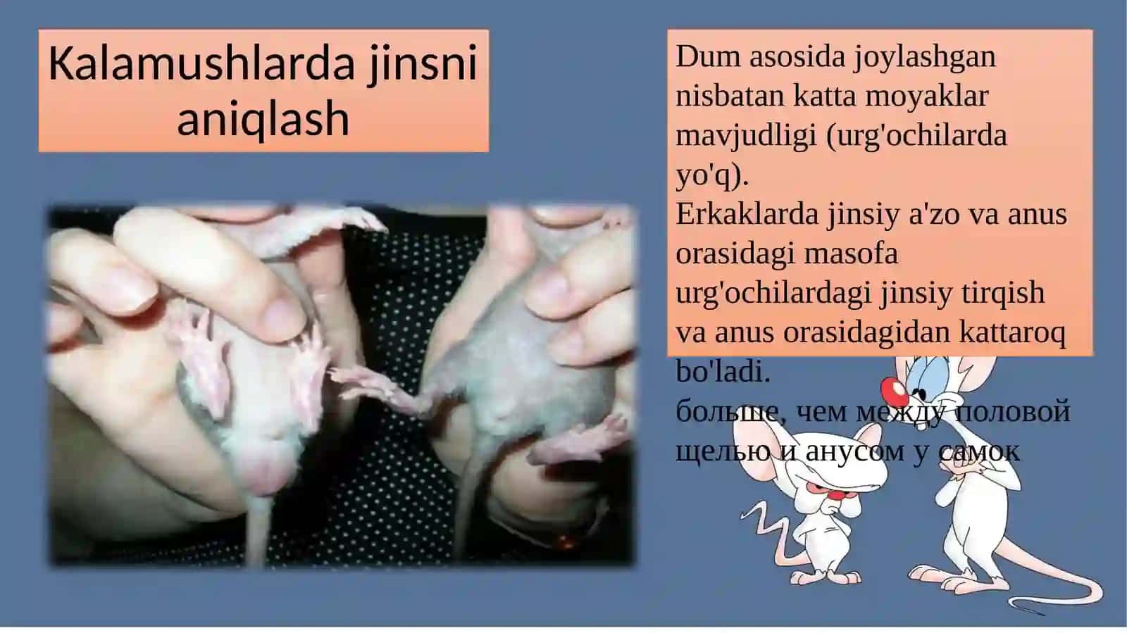 Kemiruvchilarni klinik tekshirish rejasi 4