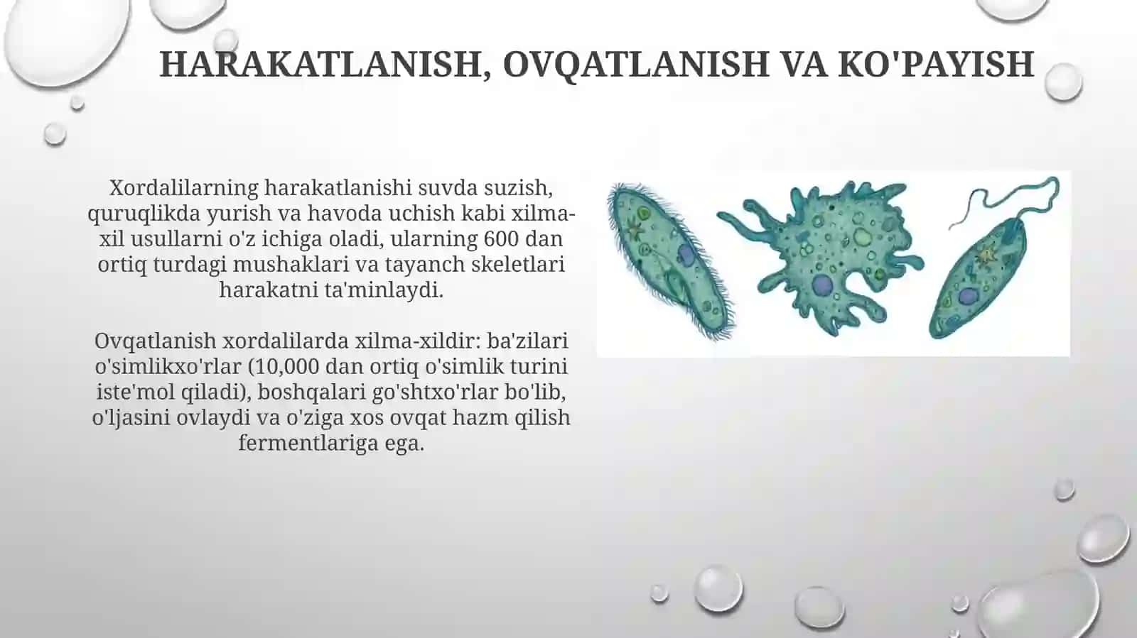Xivchinlilar sinfning xarakterli xususiyatlari 4