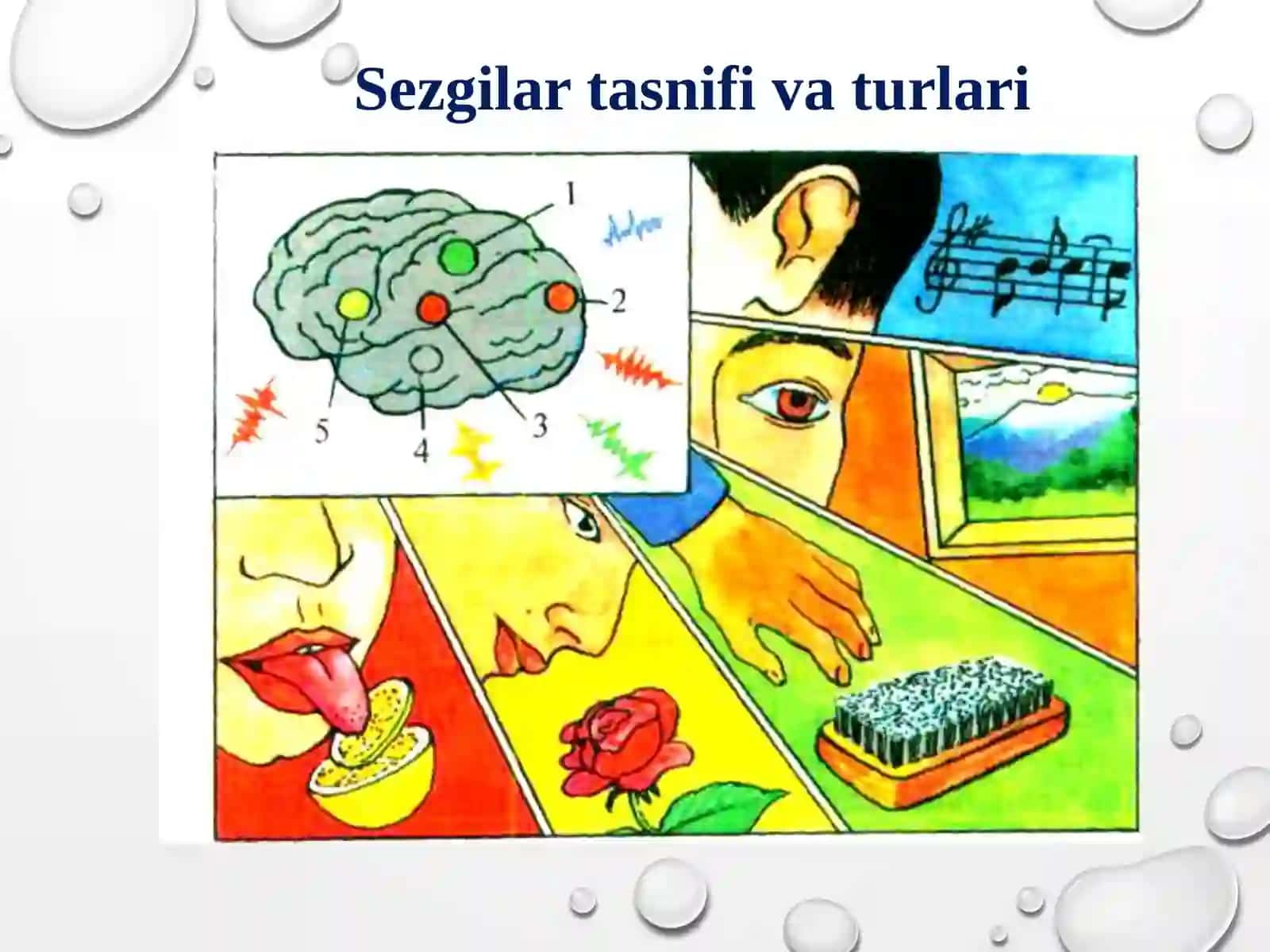 SEZGI VA IDROK 2 4