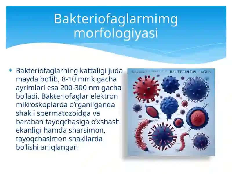 Bakteriofaglar 4