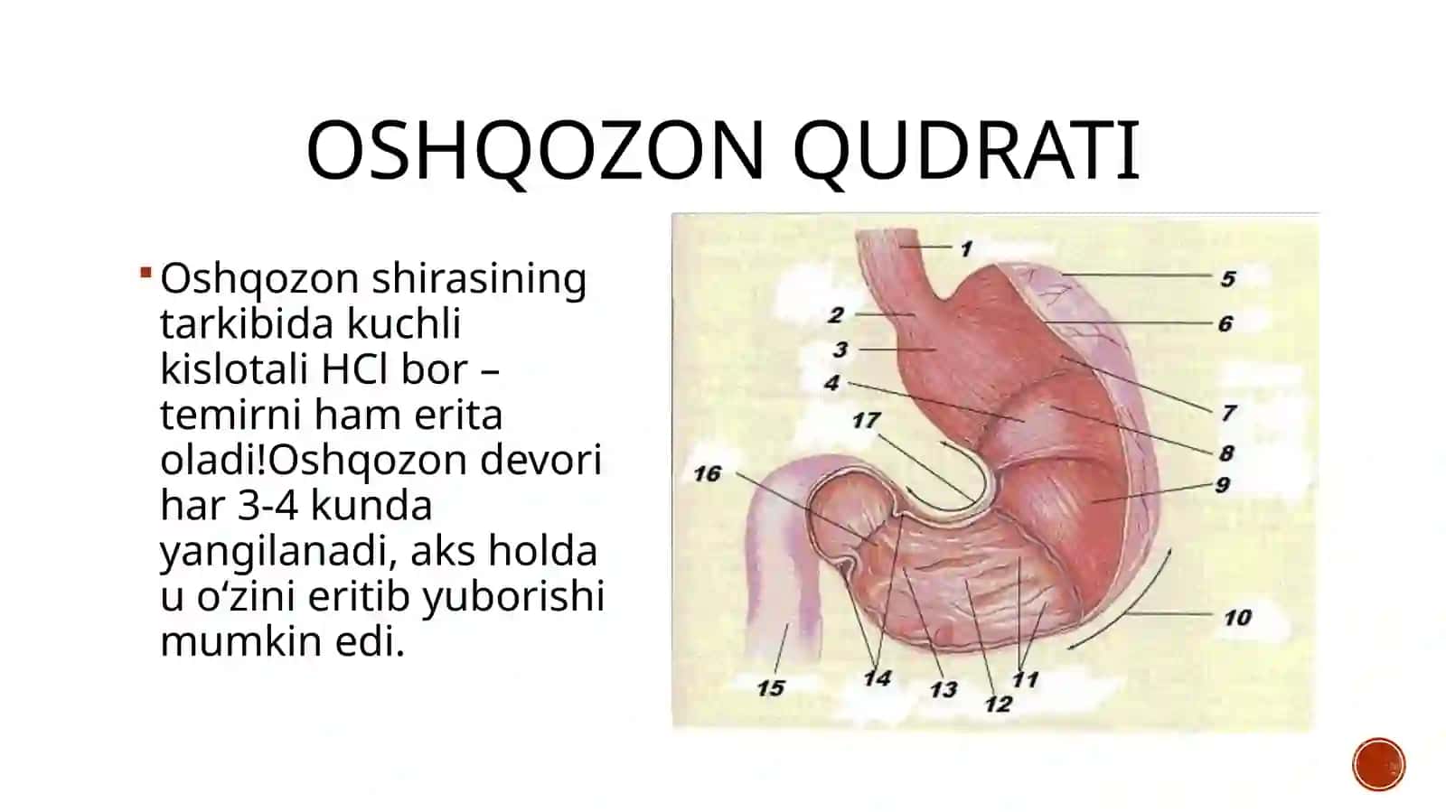 Nizomiynomidagi TDPU tabiiy fanlar fakulteti biologiyayoʻnalishitalabasiYoʻldoshevaDilxushabonuningslaydi 4