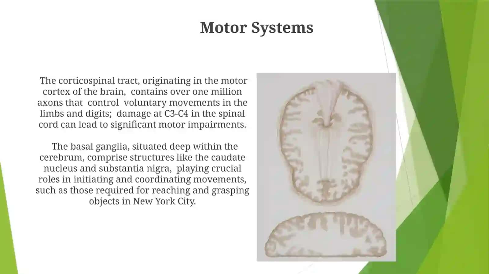 Nervous System 4
