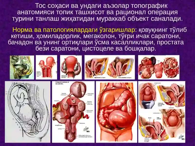 Тос соҳаси клиник анатомияси 4