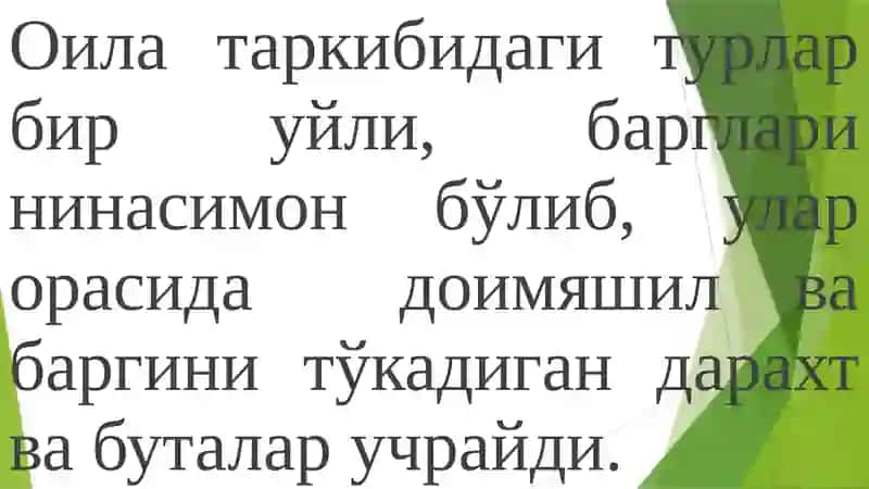Қарағайдошлар оиласи 4