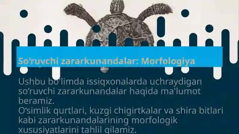 Issiqxonadagi sabzavot ekinlarining so‘ruvchi zararkunandalarining morfologiyasi 4