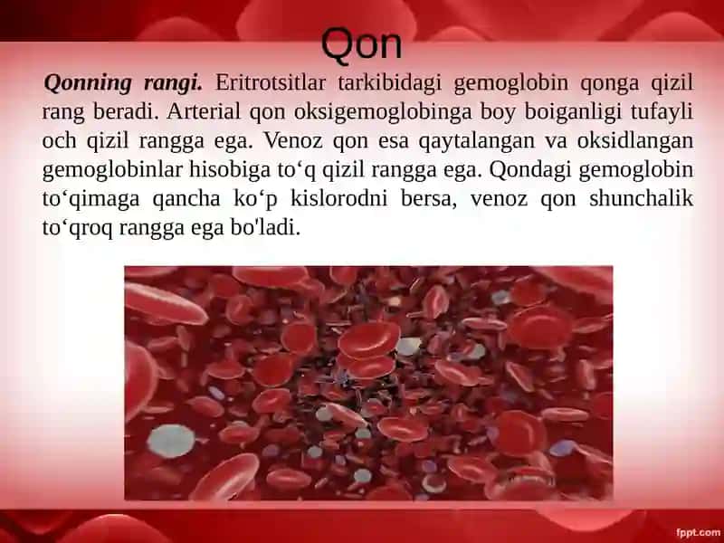 Qon va qon aylanish sistemasining yosh xususiyatlari 4