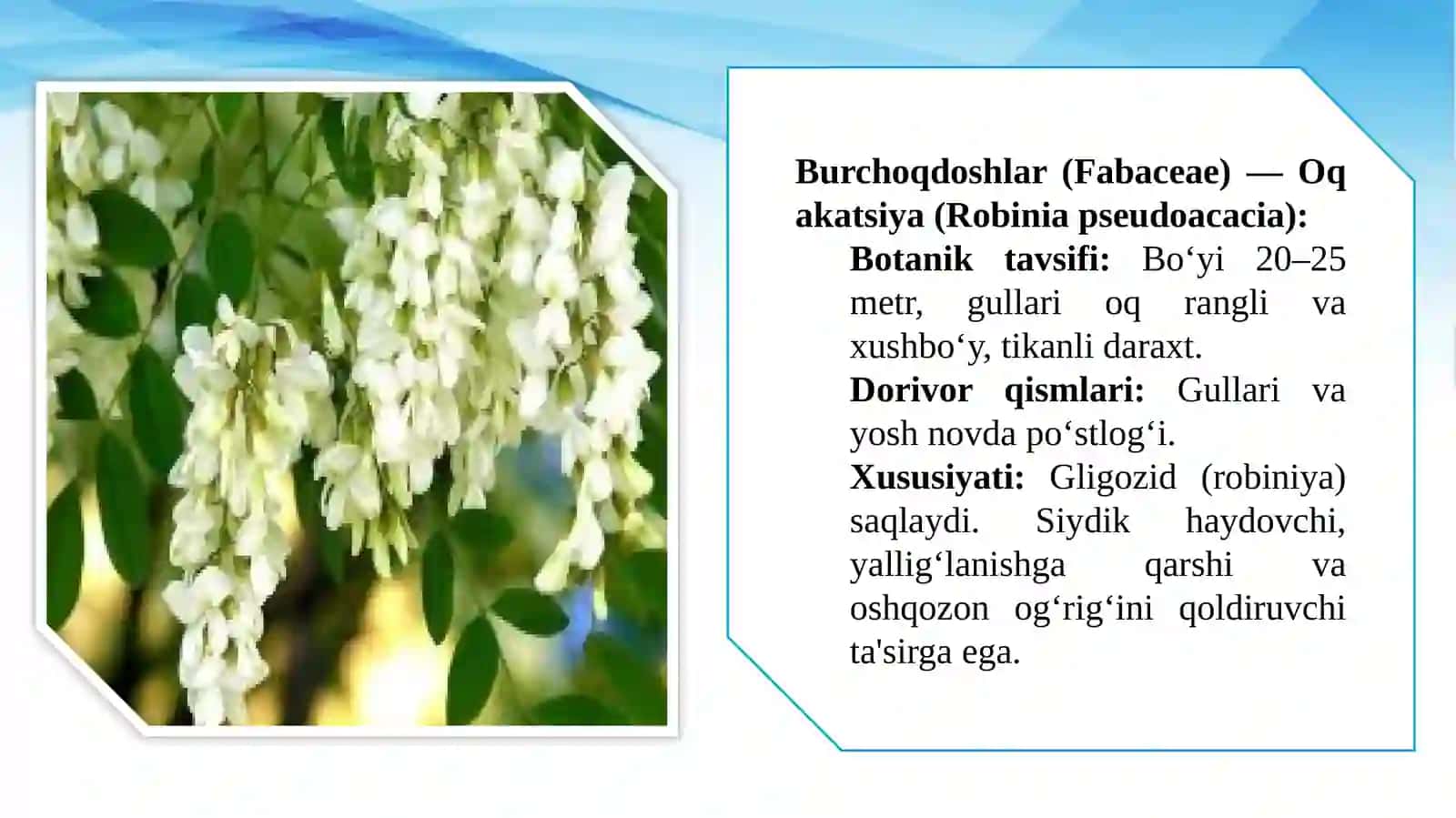 Daraxt dorivor oʻsimliklarni yetishtirish texnologiyasi. 4