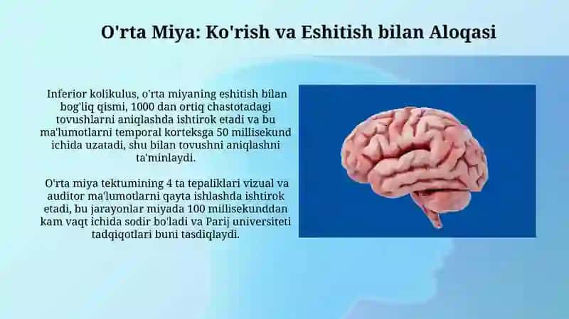 Bazal Gangliyalar va miyacha funktsiyasi 4