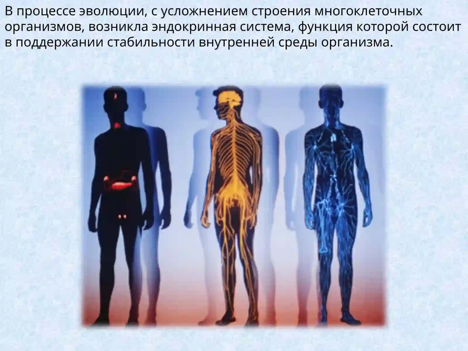 ВОЗРАСТНЫЕ ОСОБЕННОСТИ ЭНДОКРИННОЙ СИСТЕМЫ 4
