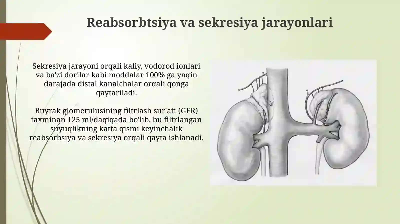 Buyrakning tuzilishi va vazifalari 4