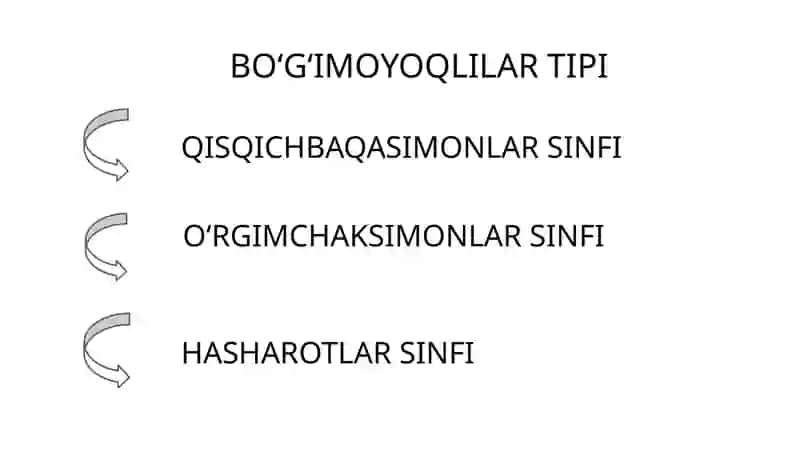 BO‘G‘IMOYOQLILAR VA ULRARNI TIBBIYOTDAGI AHAMIYATI 4