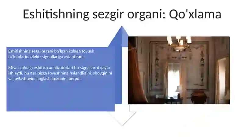 Eshitish analizatorlari va ularning fizialogik xossalari 4