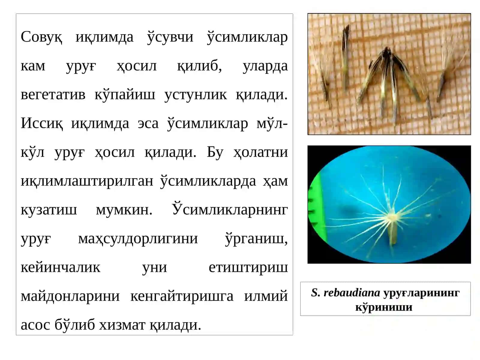МЕВА ВАУРУҒ 4
