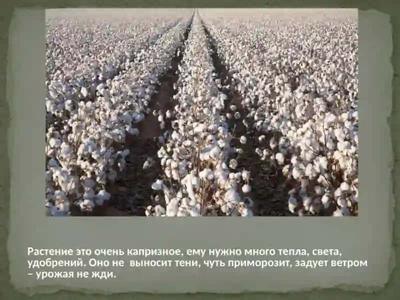 "Белое золото" 4
