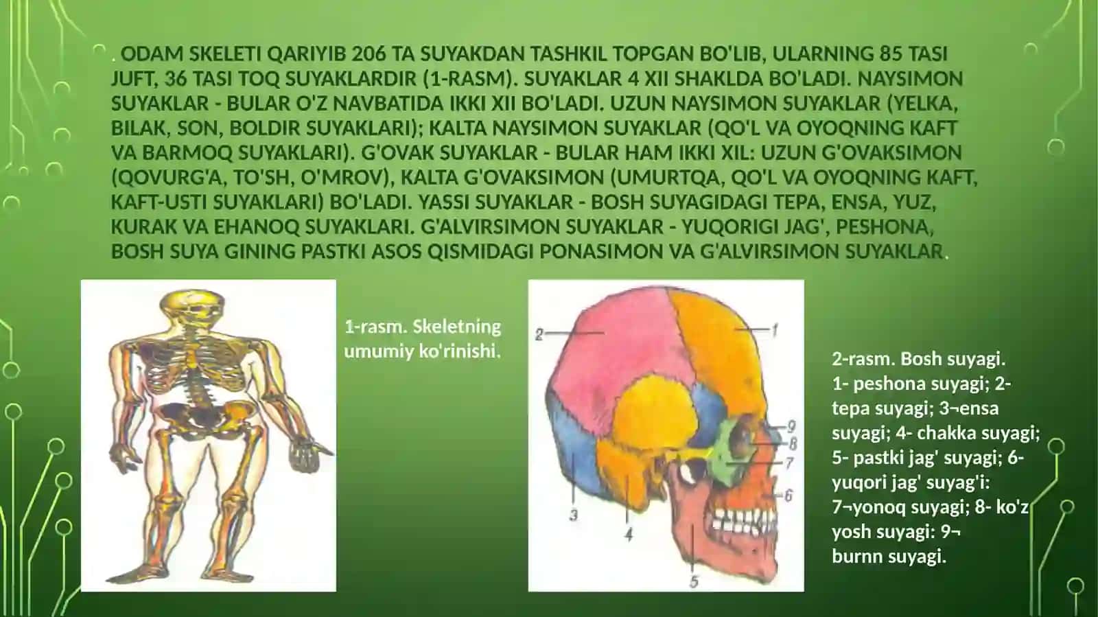Tayanch-harakat tizimi ning yosh xususiyatlari va uning gigiyenasi 4