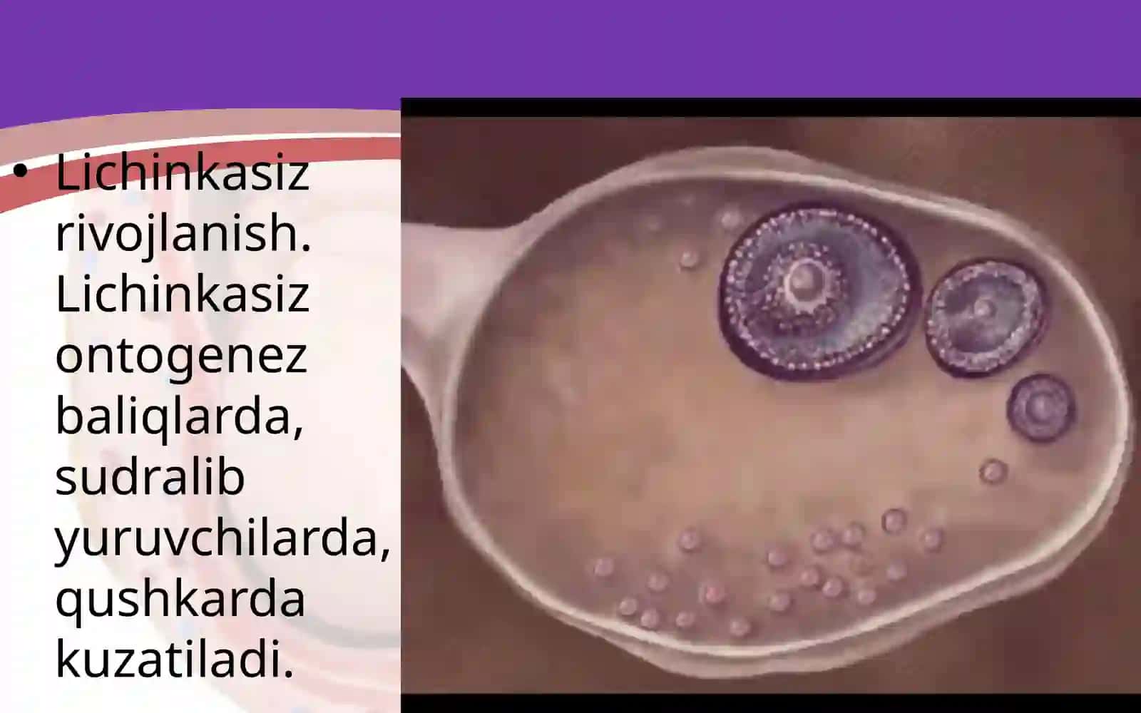 “Embrional rivojlanish davri” mavzusi dars ishlanmasi 4