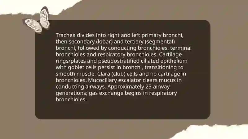 Lungs and a pulmonary system 4