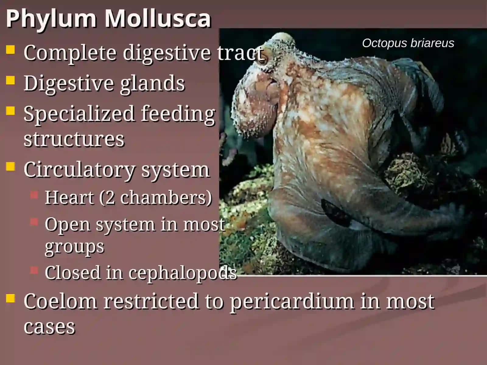 Phylum Mollusca 4