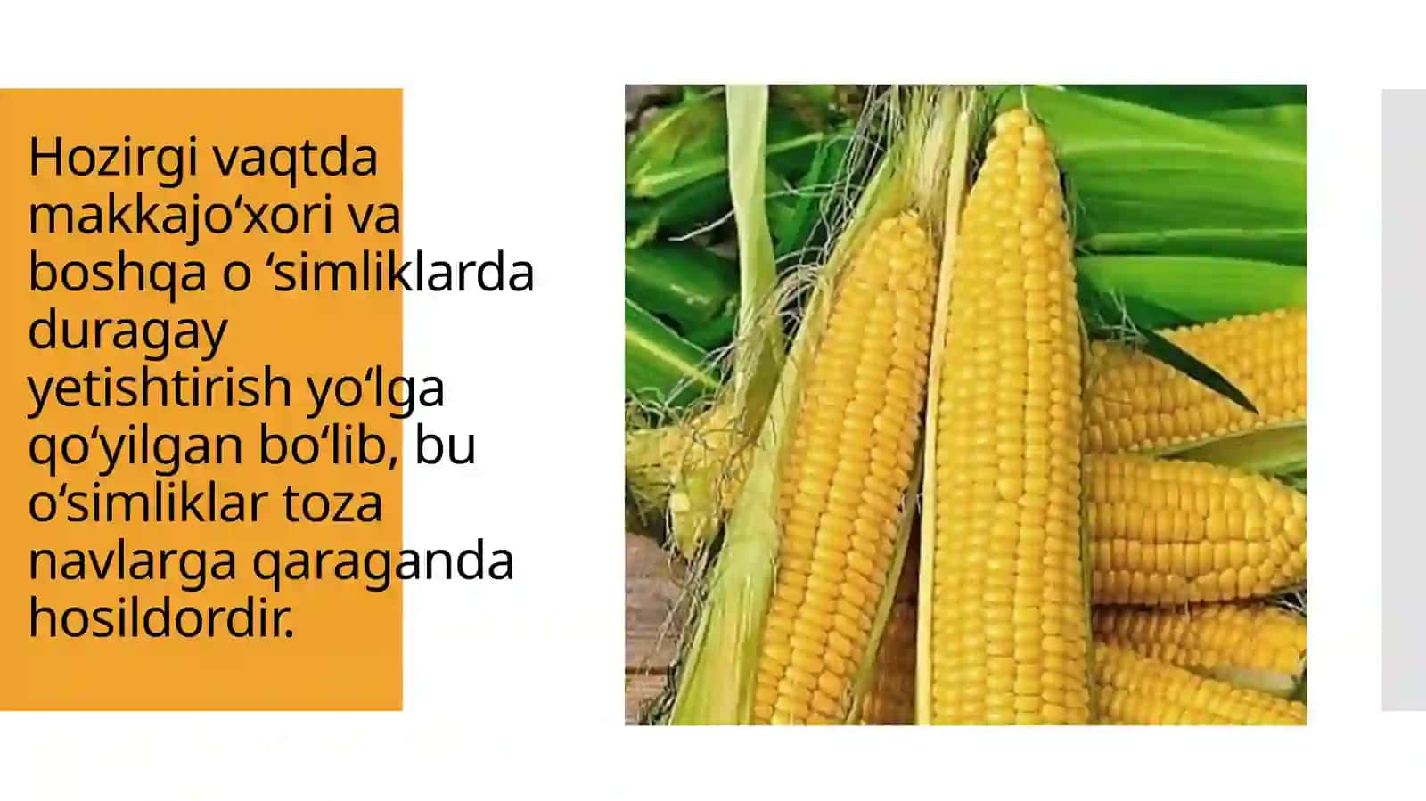 Genetikaning nazariy va amaliy hamiayti, DNK replikatsiyasi 4