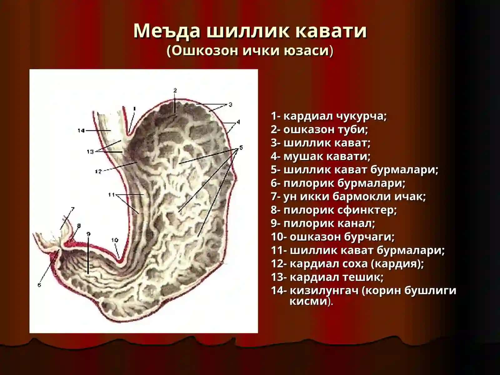 Меъда ва ун икки бармок ичак яра касаллиги 4