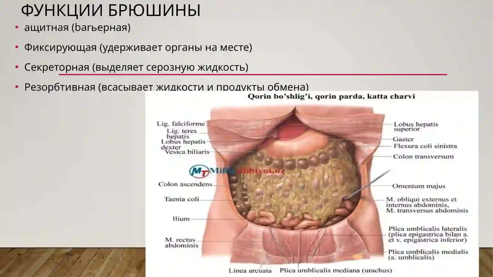 Брюшина (peritoneum) 4