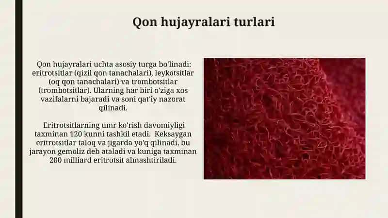 Gemotsitopoez.Qon hujayralarining shakllanishi 4