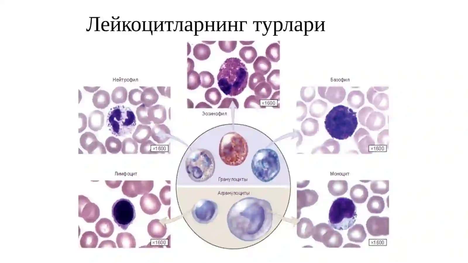 Лейкоцитлар 4