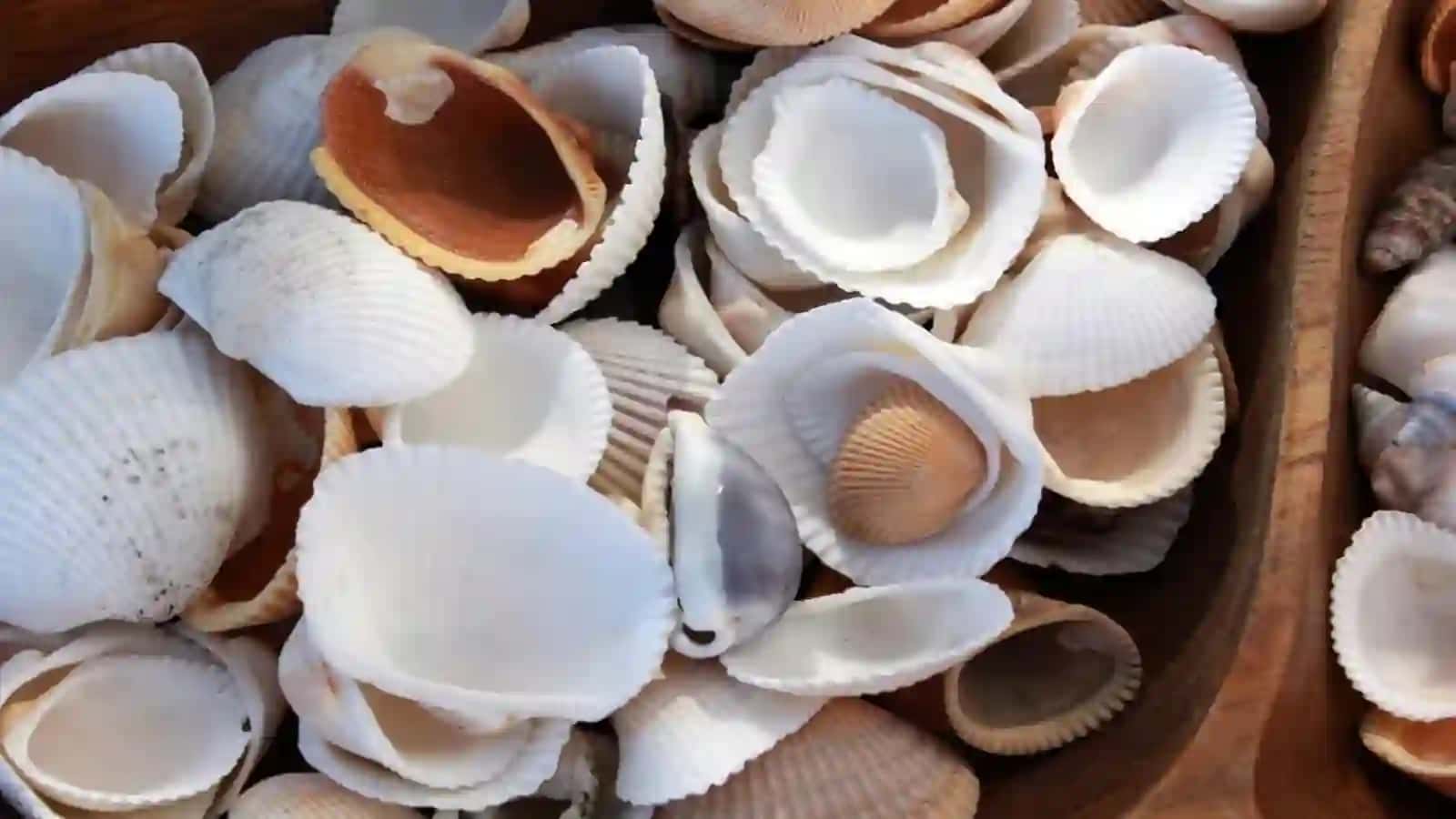 Bakteriyalar viruslar va zamburug'lar va ularning tarqalishi 4