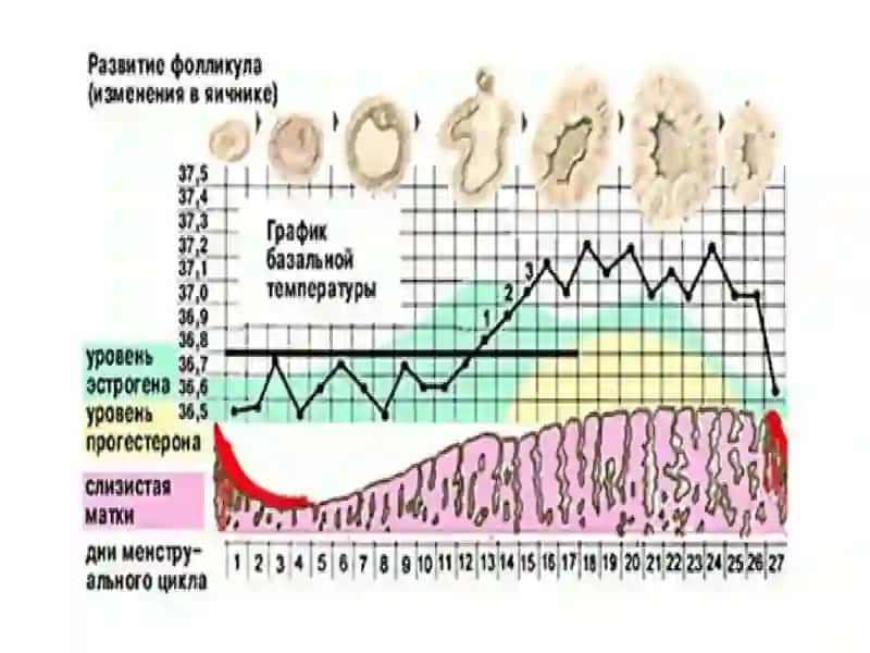 Акушерлик ва гинекологик стационарини тузилиши 4