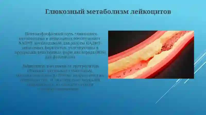 Особенности метаболизма лейкоцитов Виды и причины анемии Заболевания факторов свертывания крови 4