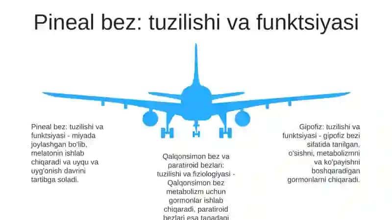 Gipofiz, Epifiz, Qalqonsimon Va Qalqonoldi Bezlari, Me'Da Osti Va Ayrisimon Bezlarning Tuzilishi Va Fiziologigasi 4
