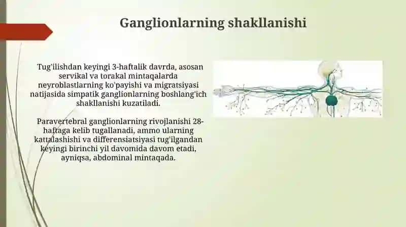 Simpatik va parasimpatik nerv tizimi Ontagenezda rivojlanishi 4