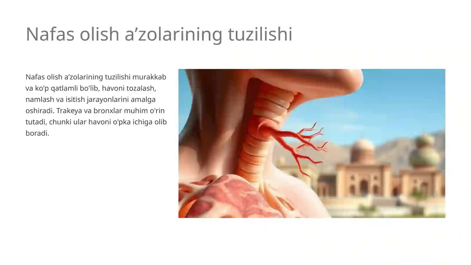 Nafas olish aʼzolarining tuzilishi 4
