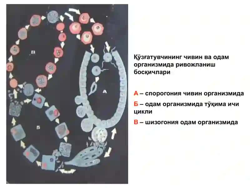 БЕЗГАК(МАЛЯРИЯ,MALARIA) 4