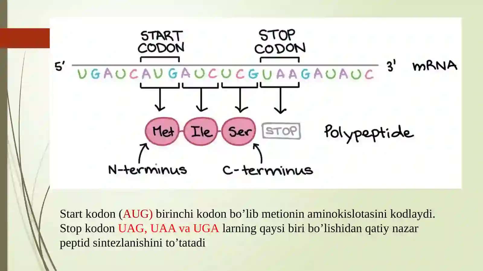 Oqsil biosintezi va uning boshqarilishi 4