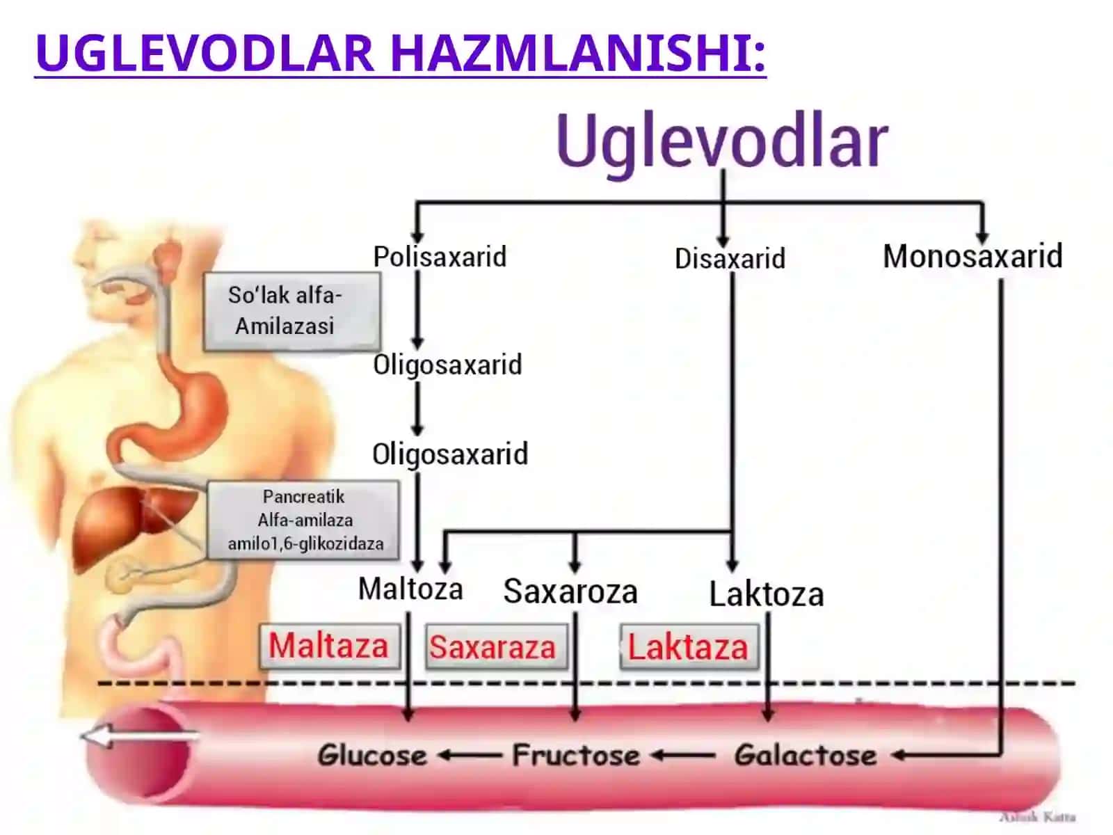 7-AMALIY MASH’ULOT: UGLEVODLAR ALMASHINUVIGA 4