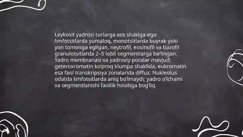 Leykositlarning tuzilishi 4