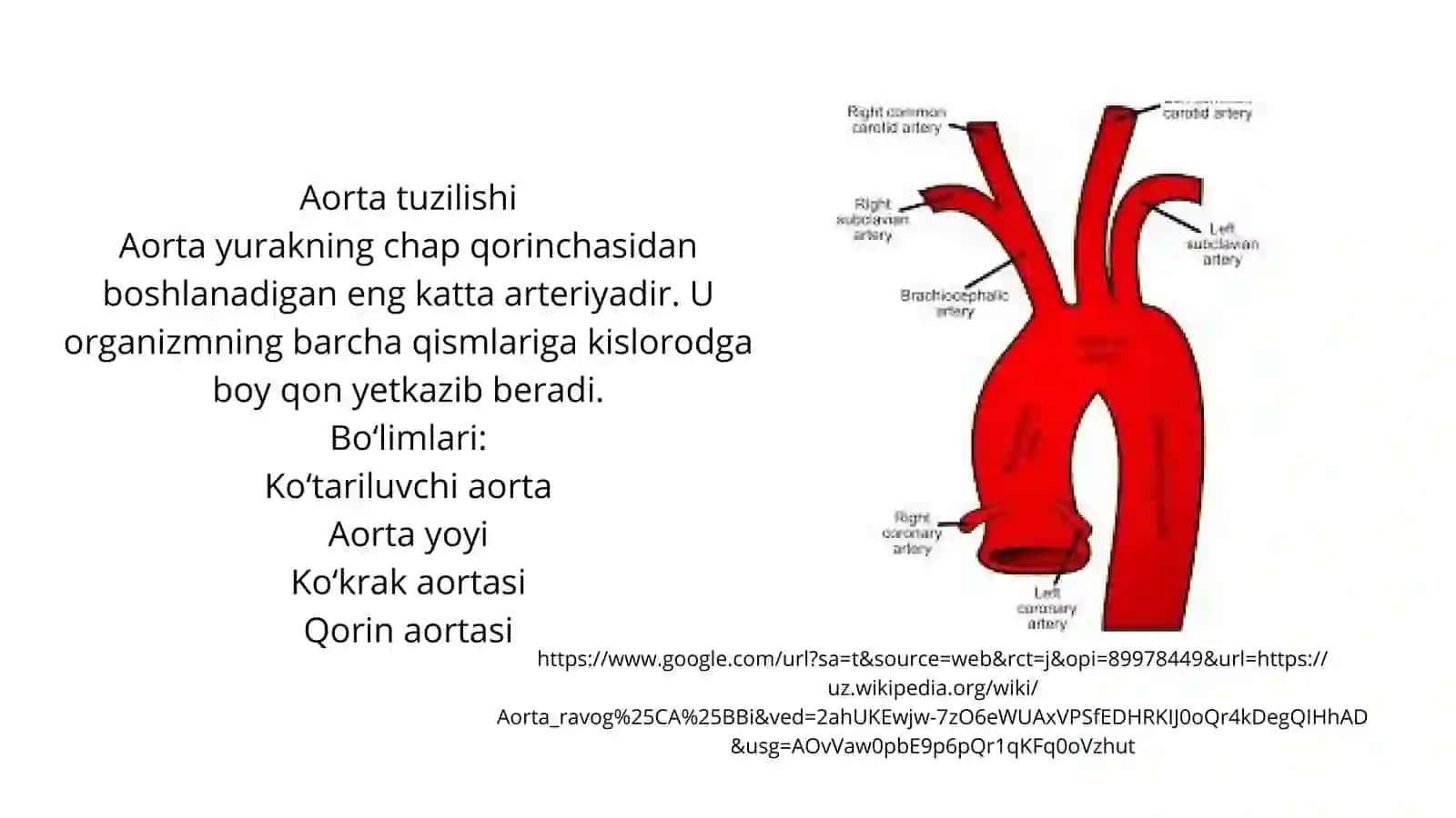 Aortaning patomorfologik-anatomik korrelyatsiyasi Aorta va  ichida klinik keys bor 4