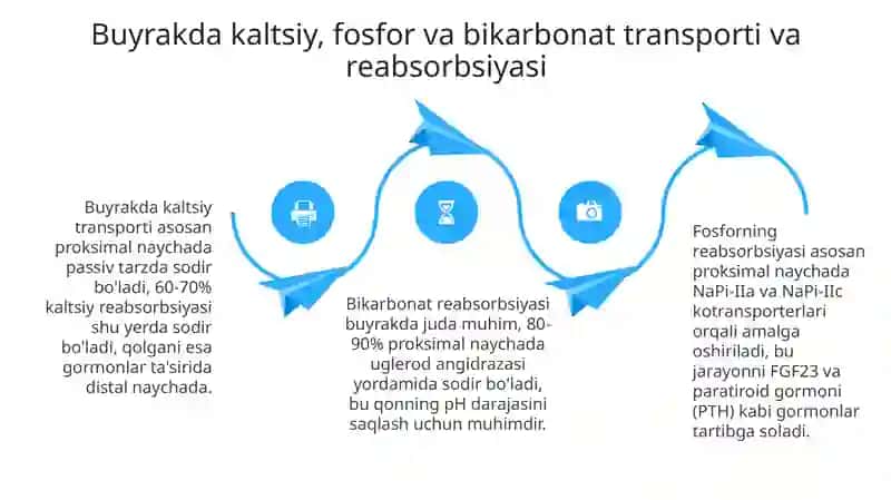 Buyrakning kalsiy, fosfor va bikarbonat almashinuvi 4