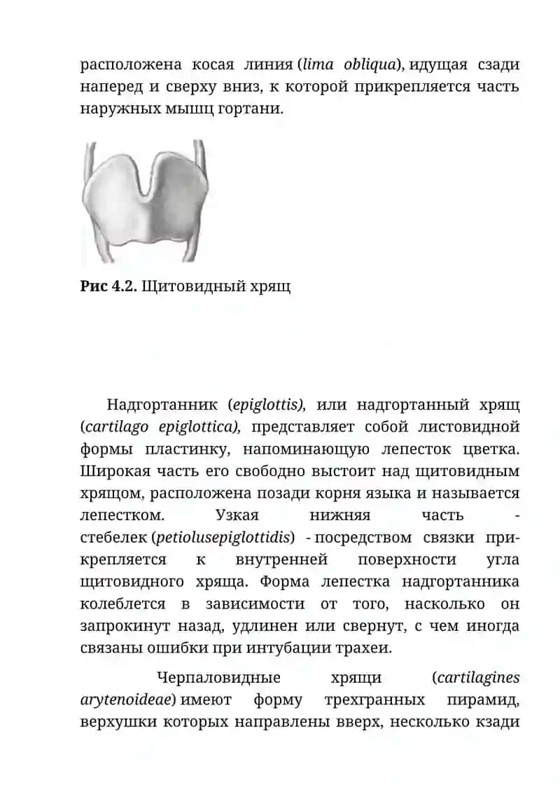 Клиническая анатомия гортани и трахеи 4