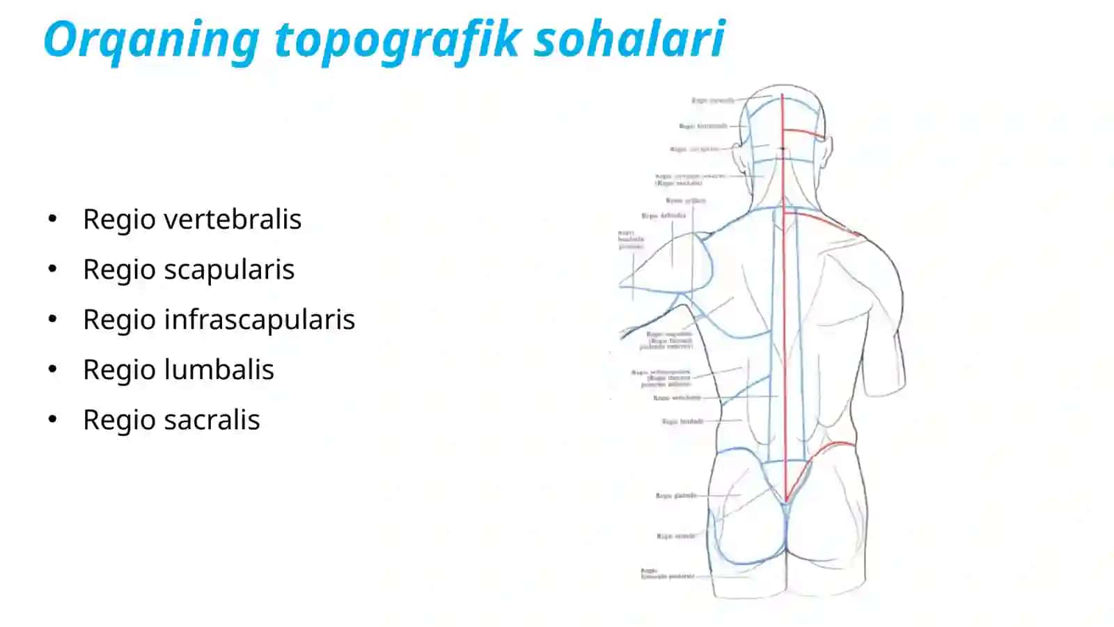 Orqa va kokrak muskullari 4
