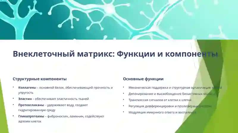 Отношение между клеткой и внеклеточным матриксом клеточный цикл и механизмы контроля клеточной репликации 4