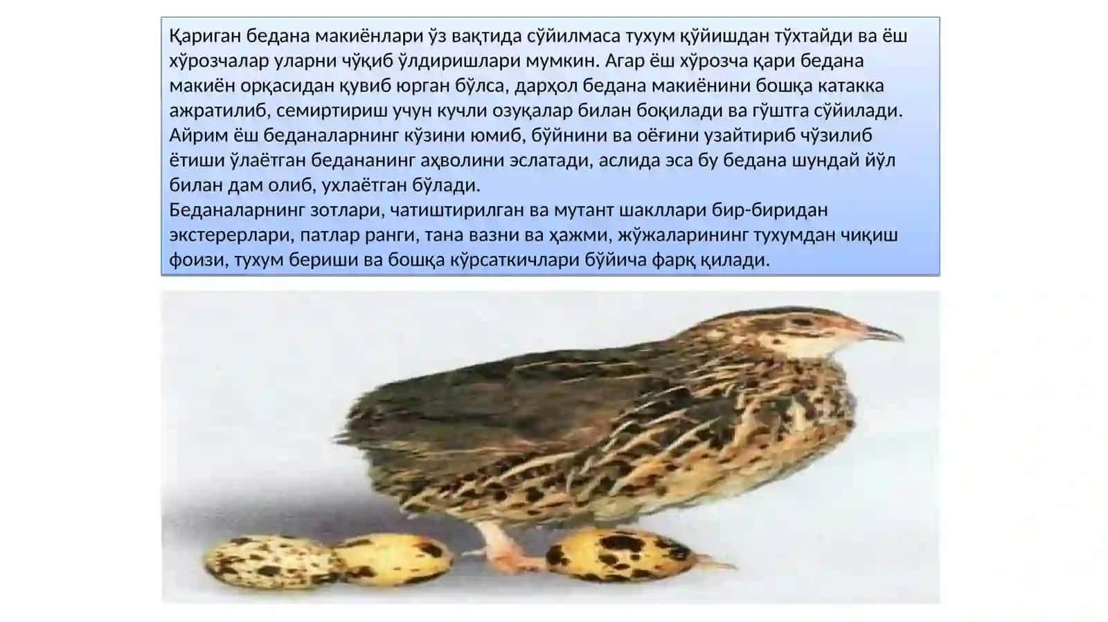 Беданачиликни халқ хўжалигидаги аҳамияти 4