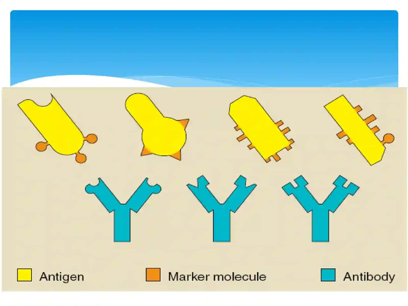 Antigenvaantitela 4