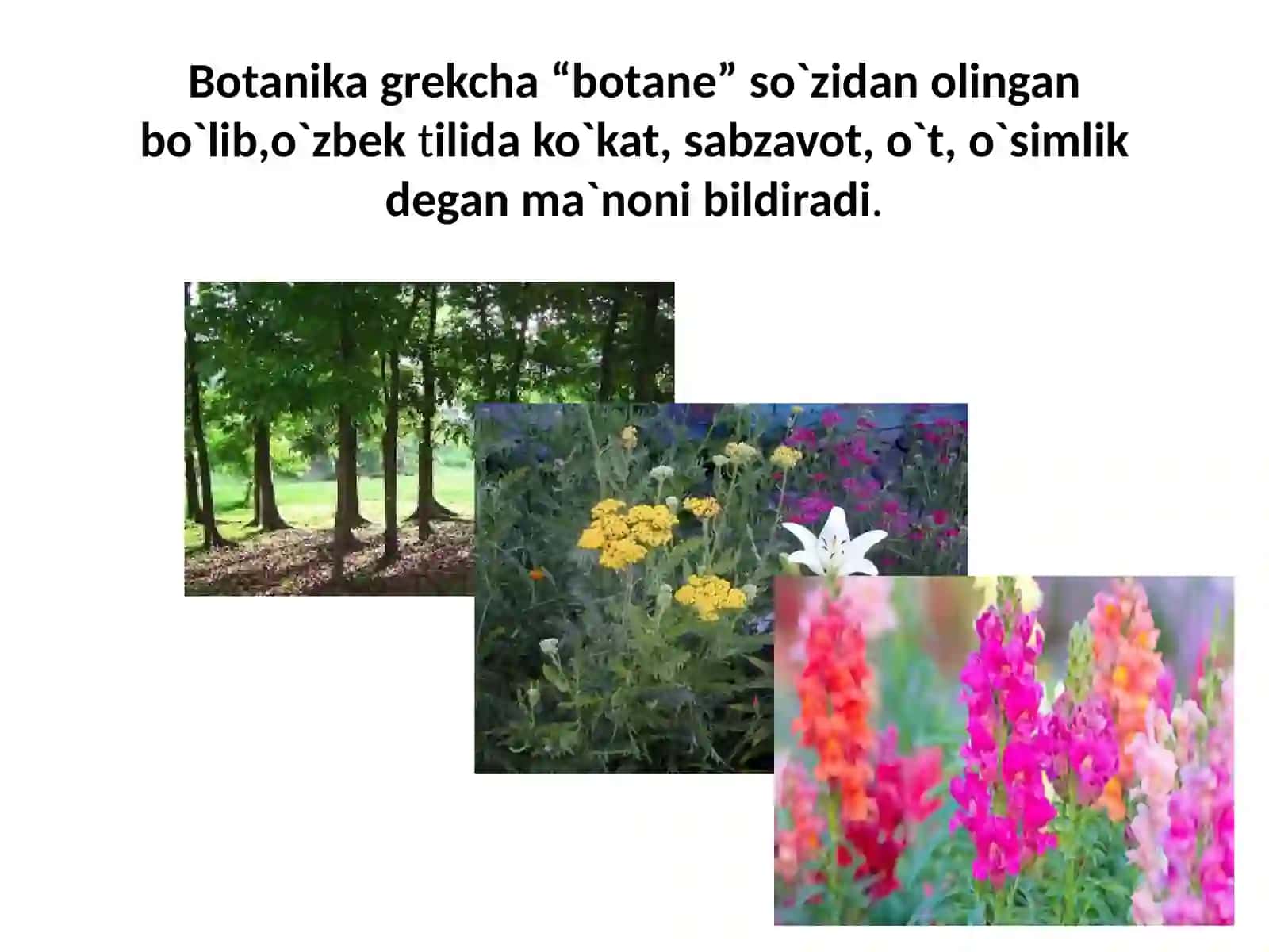 O`SIMLIKLARDUNYOSI VA UNING XILMA-XILLIGI 4